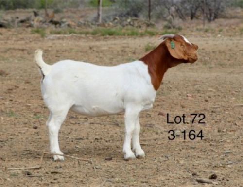 1X BOER GOAT PREGNANT STUD DOE Sakkie Nell