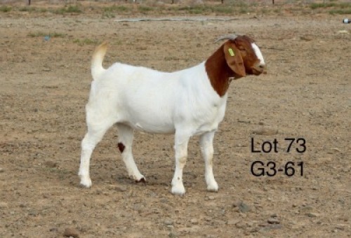 1X BOER GOAT FLOCK DOE Sakkie Nell