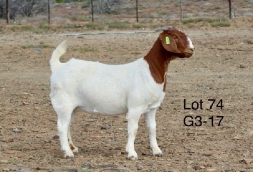 1X BOER GOAT PREGNANT STUD DOE Sakkie Nell