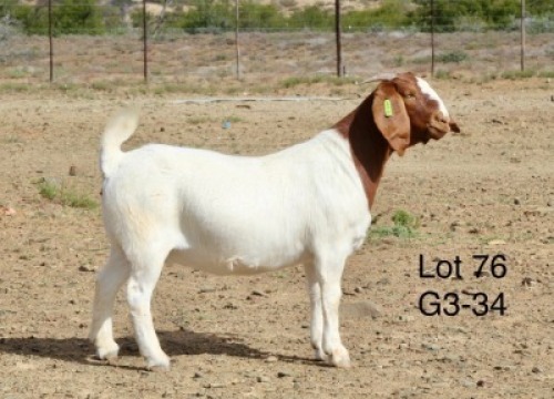 1X BOER GOAT PREGNANT FLOCK DOE Sakkie Nell