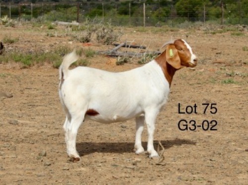 1X BOER GOAT PREGNANT FLOCK DOE Sakkie Nell