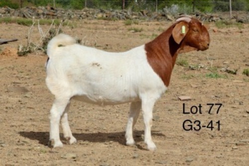 1X BOER GOAT PREGNANT FLOCK DOE Sakkie Nell