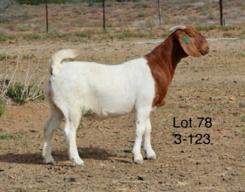 1X BOER GOAT PREGNANT FLOCK DOE Sakkie Nell