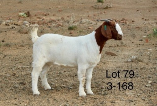 1X BOER GOAT PREGNANT STUD DOE Sakkie Nell