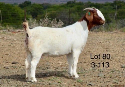 1X BOER GOAT FLOCK DOE Sakkie Nell