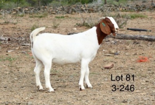 1X BOER GOAT PREGNANT FLOCK DOE Sakkie Nell