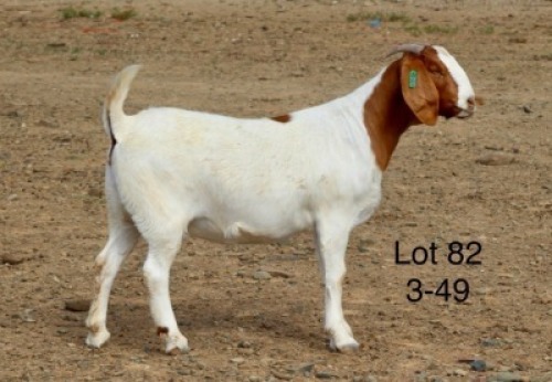 1X BOER GOAT PREGNANT FLOCK DOE Sakkie Nell