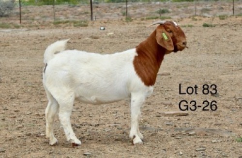 1X BOER GOAT PREGNANT FLOCK DOE Sakkie Nell