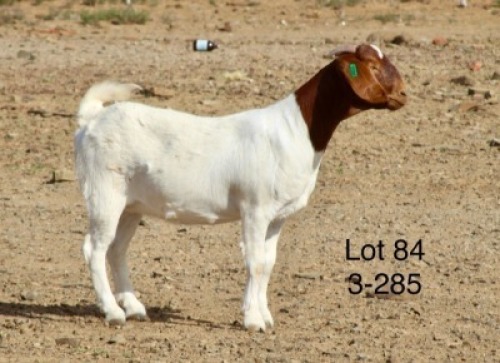 1X BOER GOAT PREGNANT FLOCK DOE Sakkie Nell