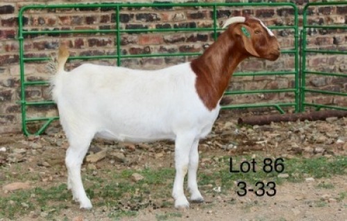 1X BOER GOAT PREGNANT STUD DOE Sakkie Nell