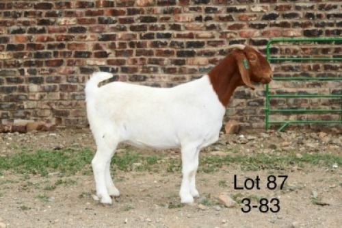 1X BOER GOAT STUD DOE Sakkie Nell