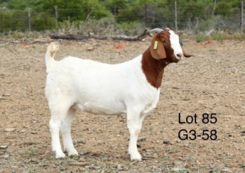 1X BOER GOAT PREGNANT STUD DOE Sakkie Nell