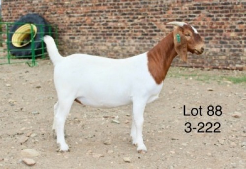 1X BOER GOAT PREGNANT FLOCK DOE Sakkie Nell
