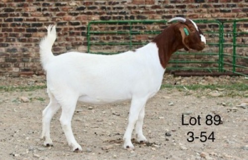 1X BOER GOAT PREGNANT FLOCK DOE Sakkie Nell