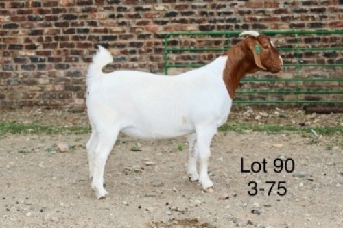1X BOER GOAT PREGNANT FLOCK DOE Sakkie Nell