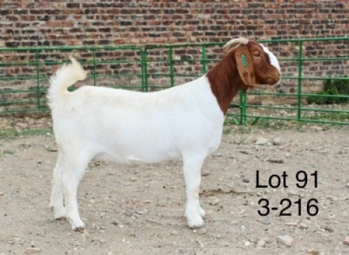 1X BOER GOAT STUD DOE Sakkie Nell