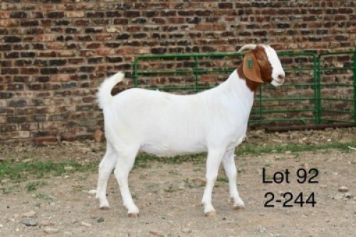 1X BOER GOAT PREGNANT STUD DOE Sakkie Nell