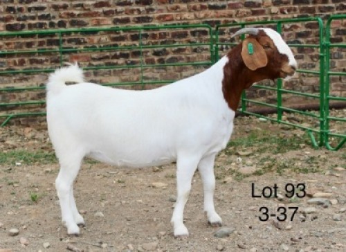 1X BOER GOAT PREGNANT STUD DOE Sakkie Nell
