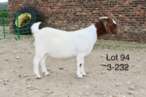 1X BOER GOAT PREGNANT FLOCK DOE Sakkie Nell