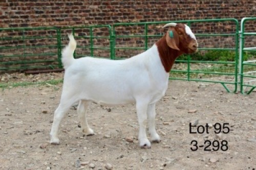 1X BOER GOAT STUD DOE Sakkie Nell