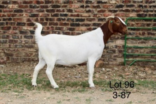 1X BOER GOAT PREGNANT STUD DOE Sakkie Nell