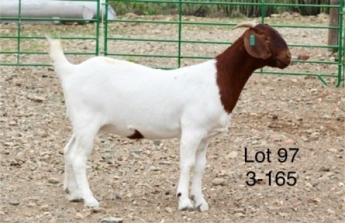 1X BOER GOAT FLOCK DOE Sakkie Nell