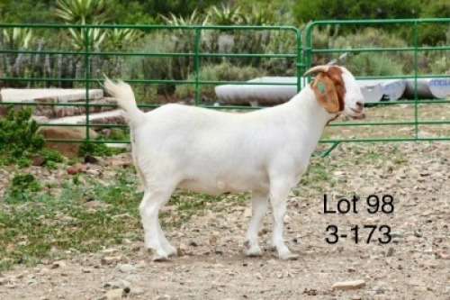 1X BOER GOAT FLOCK DOE Sakkie Nell