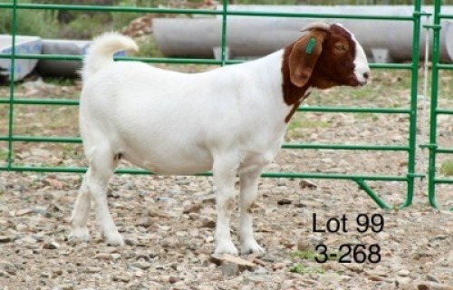 1X BOER GOAT PREGNANT STUD DOE Sakkie Nell