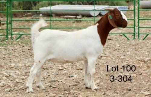1X BOER GOAT PREGNANT STUD DOE Sakkie Nell
