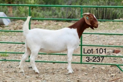 1X BOER GOAT PREGNANT STUD DOE Sakkie Nell