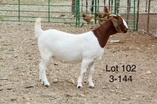 1X BOER GOAT PREGNANT FLOCK DOE Sakkie Nell