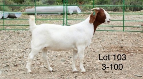 1X BOER GOAT PREGNANT FLOCK DOE Sakkie Nell