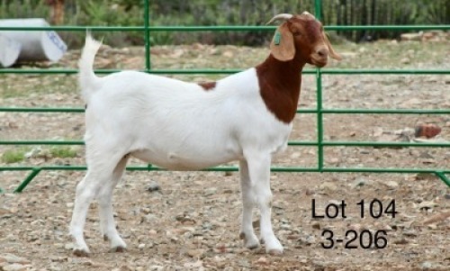 1X BOER GOAT PREGNANT FLOCK DOE Sakkie Nell