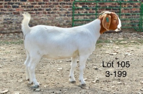 1X BOER GOAT PREGNANT FLOCK DOE Sakkie Nell