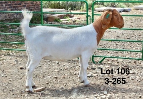 1X BOER GOAT PREGNANT STUD DOE Sakkie Nell