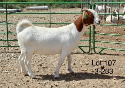 1X BOER GOAT PREGNANT STUD DOE Sakkie Nell