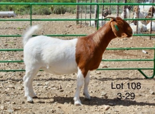 1X BOER GOAT PREGNANT FLOCK DOE Sakkie Nell