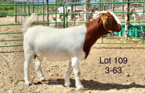 1X BOER GOAT PREGNANT FLOCK DOE Sakkie Nell