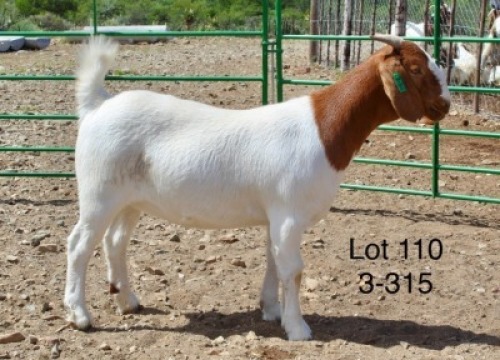 1X BOER GOAT PREGNANT STUD DOE Sakkie Nell