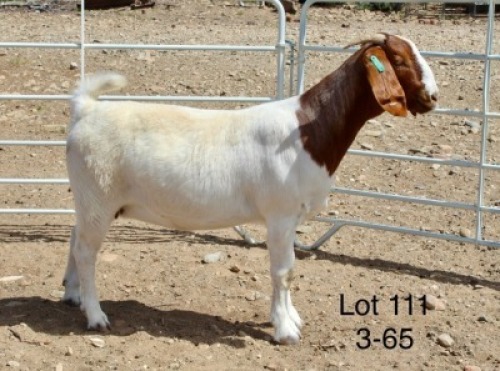 1X BOER GOAT PREGNANT STUD DOE Sakkie Nell