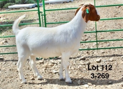 1X BOER GOAT PREGNANT STUD DOE Sakkie Nell