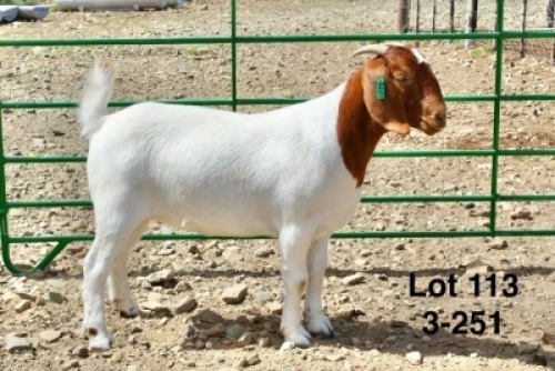 1X BOER GOAT FLOCK DOE Sakkie Nell