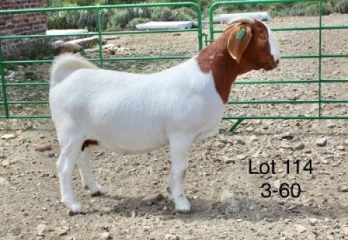 1X BOER GOAT PREGNANT FLOCK DOE Sakkie Nell