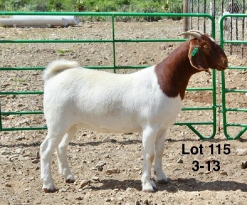 1X BOER GOAT PREGNANT FLOCK DOE Sakkie Nell