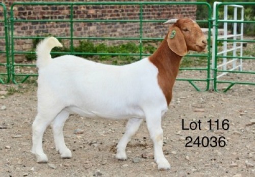 1X BOER GOAT PREGNANT STUD DOE Sakkie Nell