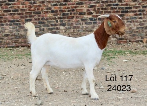 1X BOER GOAT PREGNANT STUD DOE Sakkie Nell