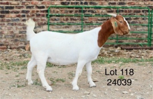 1X BOER GOAT PREGNANT STUD DOE Sakkie Nell
