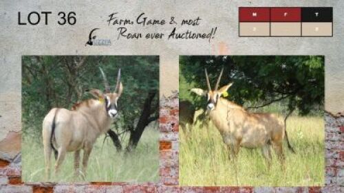 2X ROAN BULLS 19+" UZZI'A GAME & FARM (Pay per Animal)