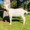 1 X SAANEN EWE/OOI GELUKSFONTEIN - 2