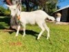 1 X SAANEN EWE/OOI GELUKSFONTEIN - 2